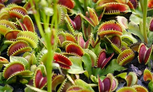 Photo of plants 