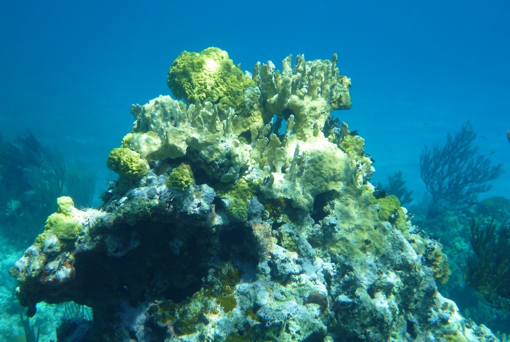 Bahamas coral