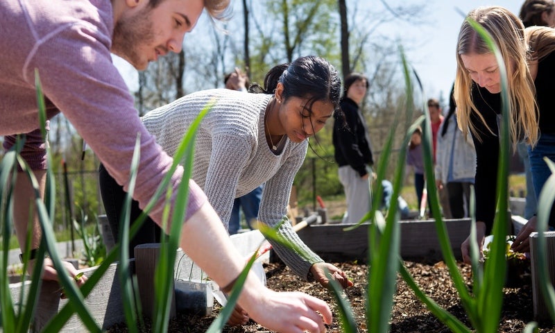 Students in the community garden