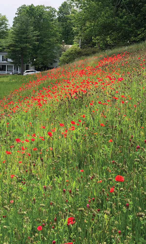 Poppies